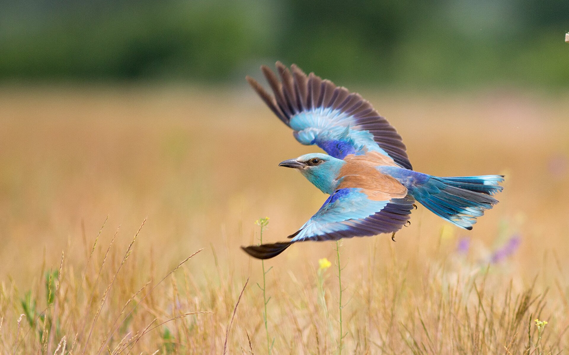 南欧狂飙与南半球闪电，F1新赛季揭幕战的火力方程式