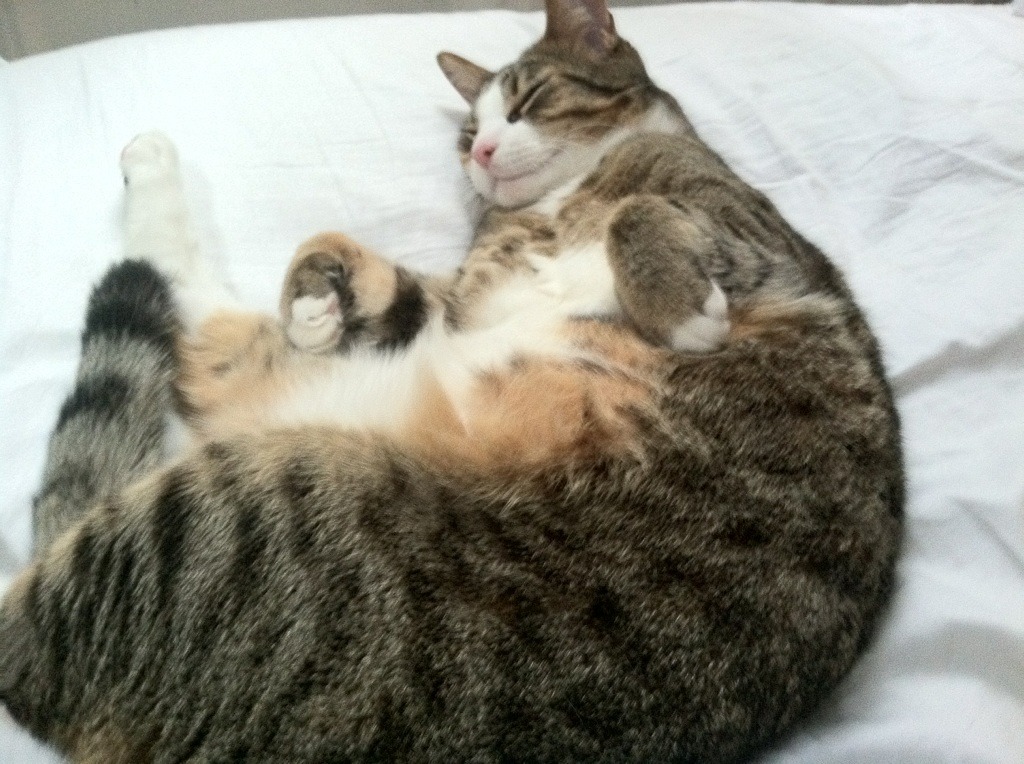 绿鹰折翼，雄鹰翱翔，基耶萨一锤定音，尼日利亚碾压突尼斯