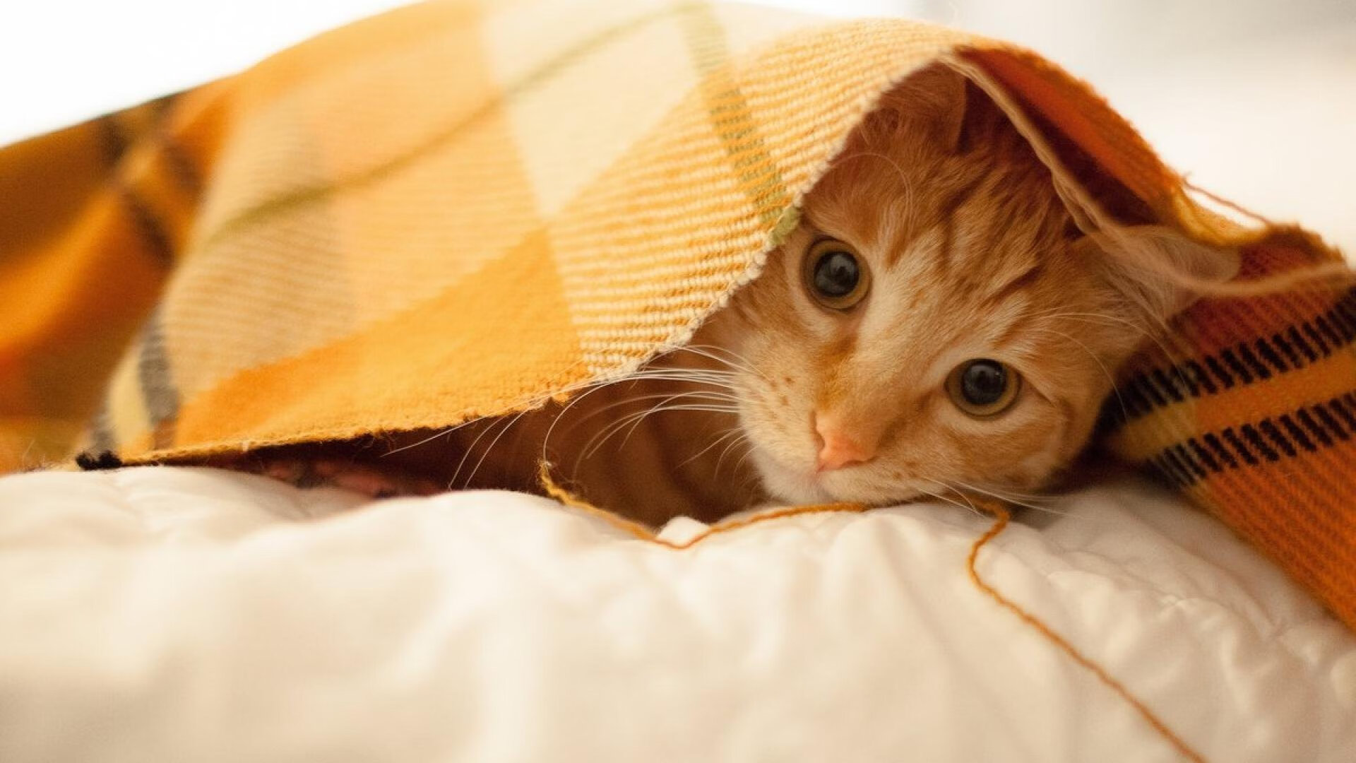 体育的全球狂欢与本土传奇,美加墨世界杯与CBA赛场交相辉映的竞技之光