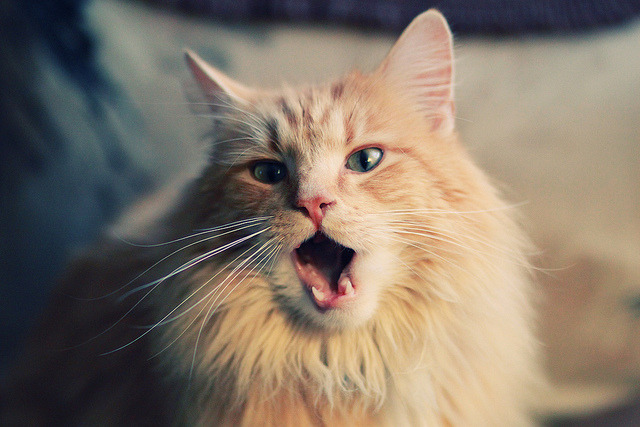 锡安末节统治攻防,公牛逆转雷霆赢下生死战