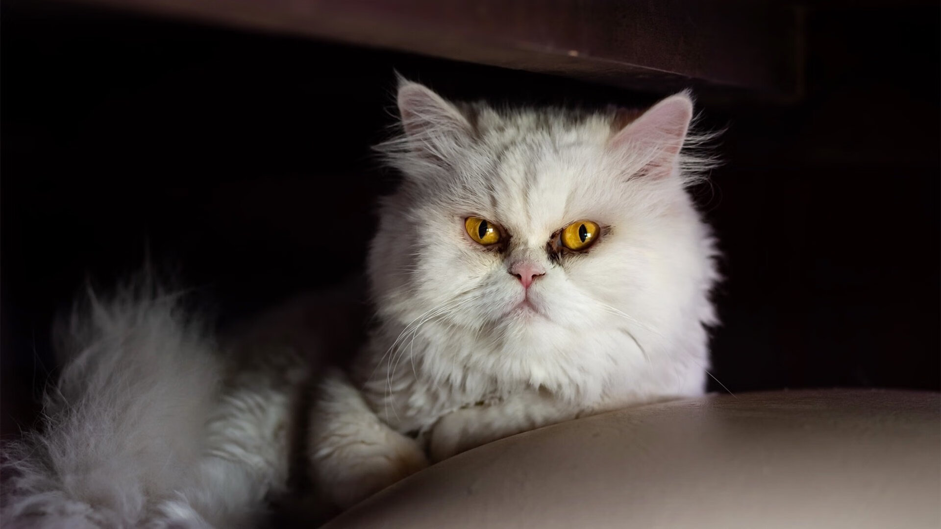 毕尔巴鄂钢铁洪流下的安哥拉迷航，与托马斯·穆勒的璀璨独舞