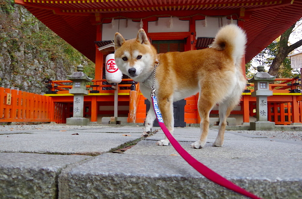 数据核爆之夜!金玟哉统治级表现引爆世界排名争夺战