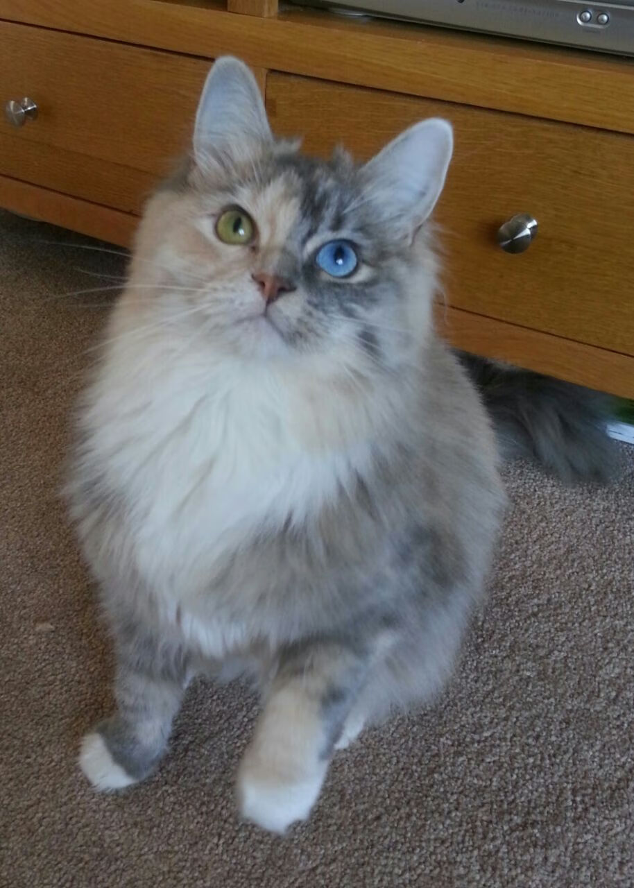 凯尔特人强压快船展统治力，英格拉姆关键回合不手软定胜局