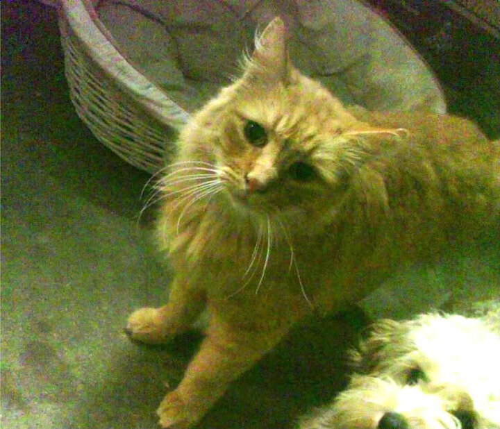 欧冠半决赛焦点战，丹麦踏平芬兰，北欧德比点燃欧洲之巅