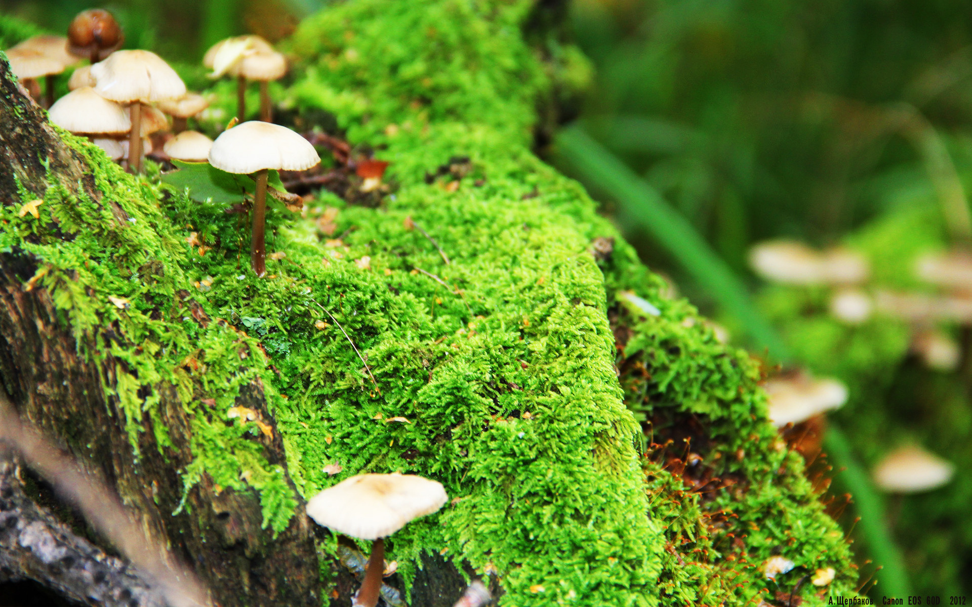 篮球奇迹夜，山西队爆冷胜灰熊，约基奇西决生死战定乾坤