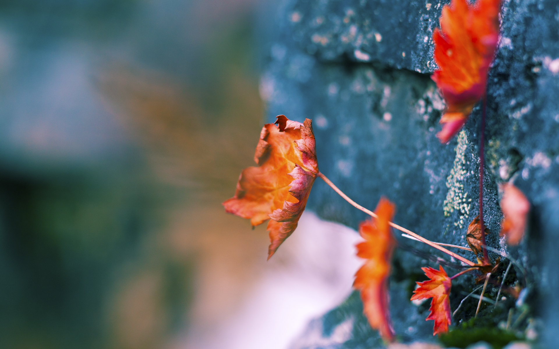 爱德华兹狂砍统治级数据，开拓者末节逆转险胜国王