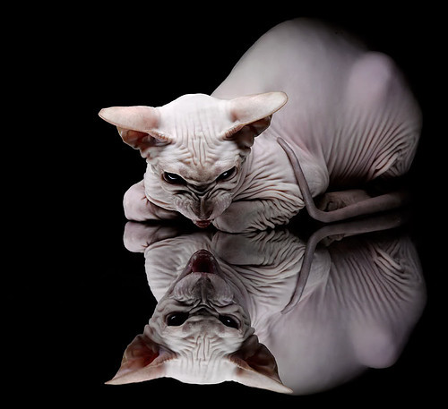 那不勒斯加冕夜的王者，莱万，一场完美风暴的绝对核心