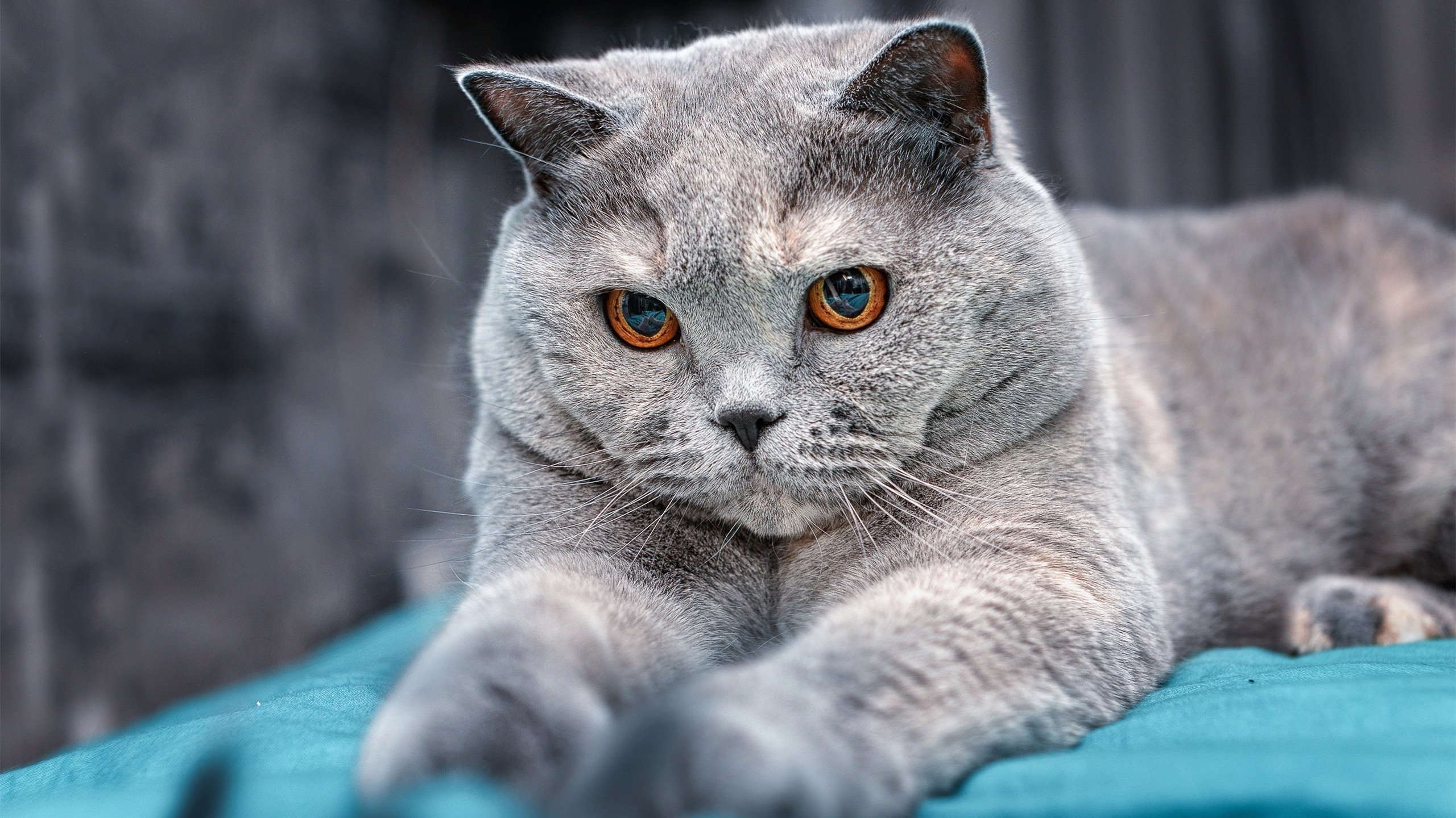 英超争冠战火燃，活塞淘汰鹈鹕晋级—体育双线激战实录