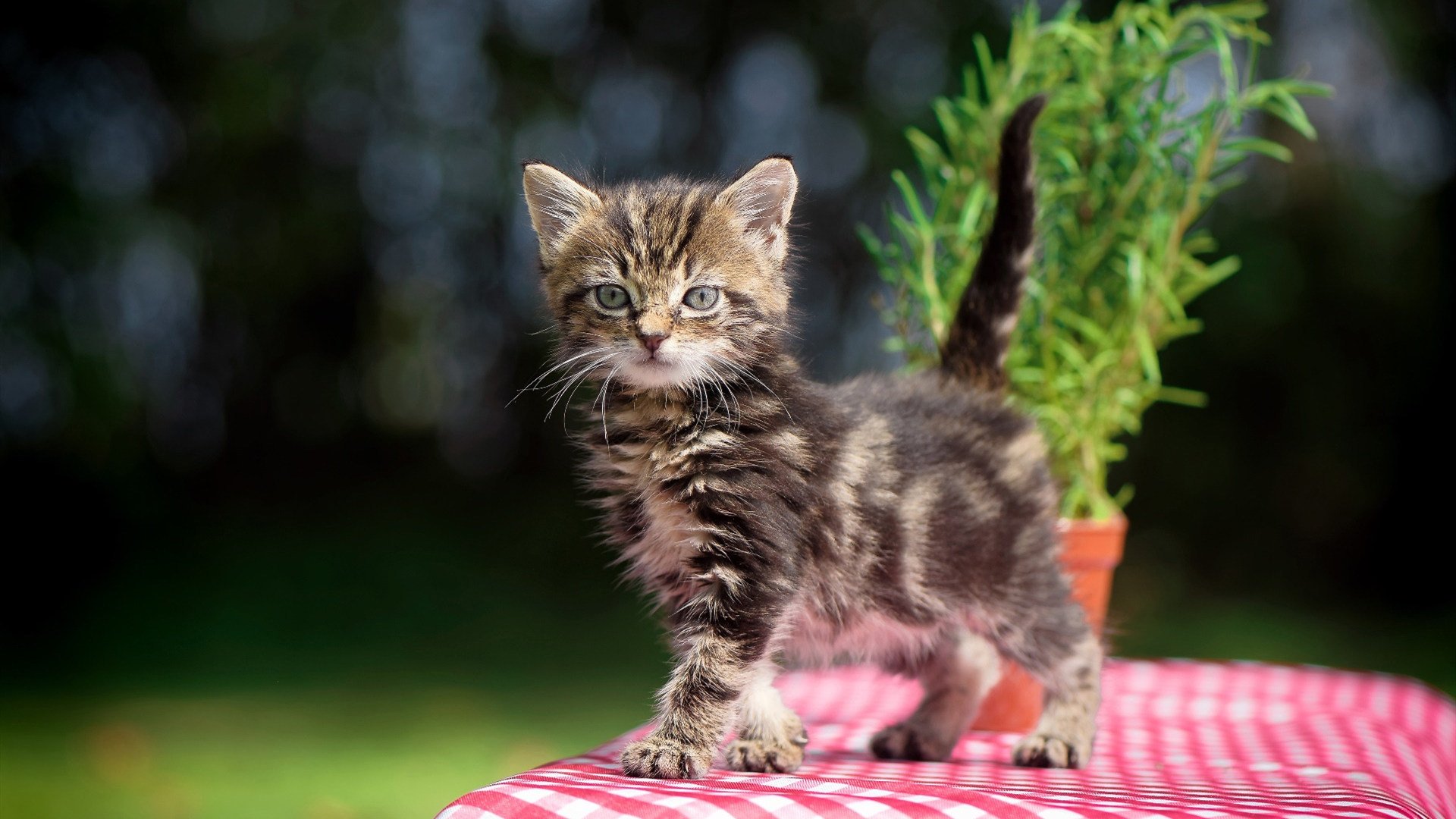 欧文一手掌控比赛走势，太阳队力克新疆队