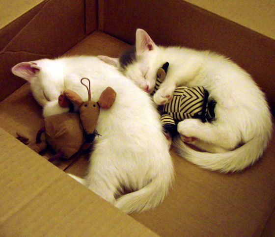 欧文一手掌控比赛走势，太阳队力克新疆队