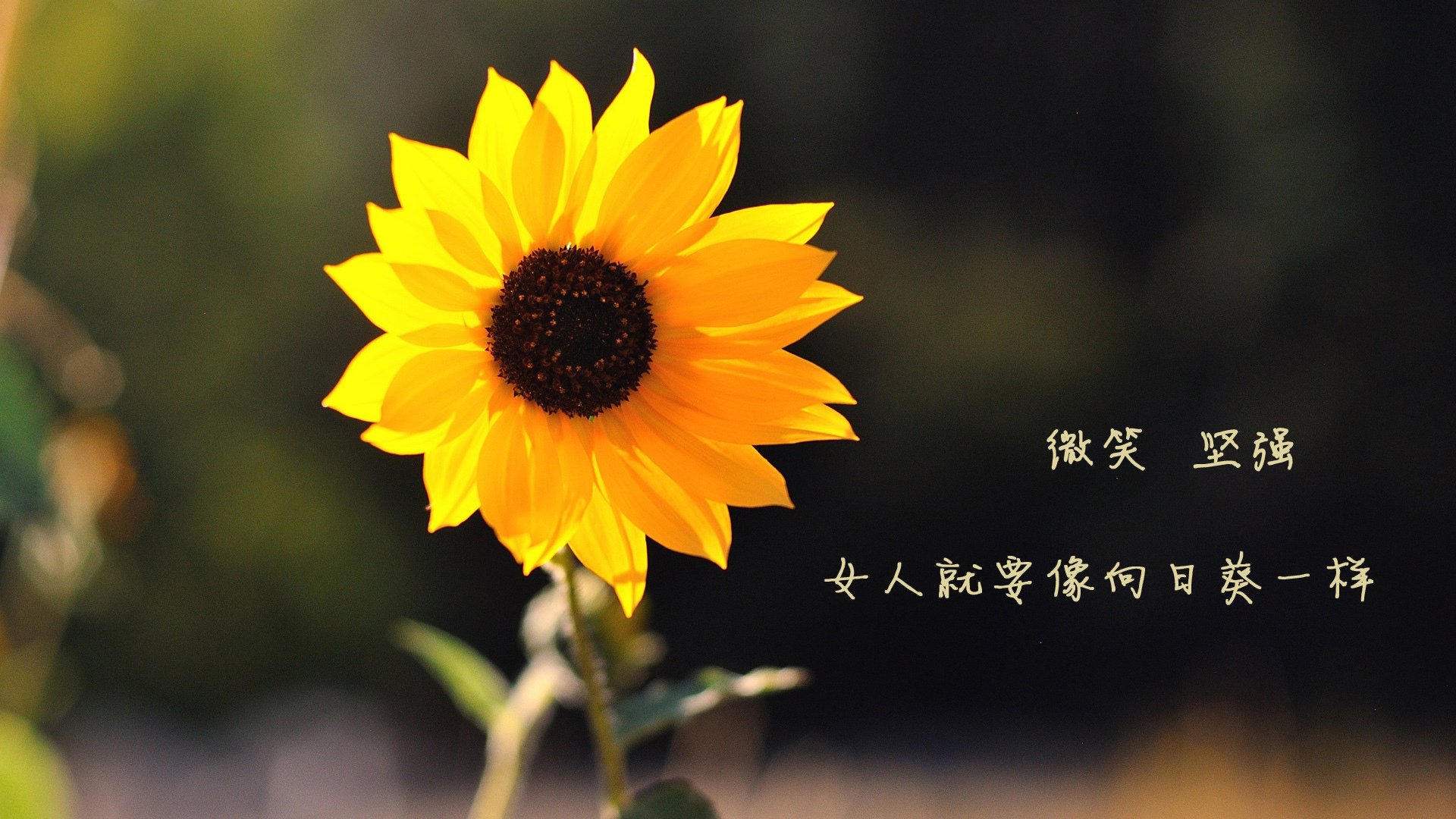 佩德里的锋利匕首与土耳其的钢铁牢笼，当个人天赋遭遇战术洪流