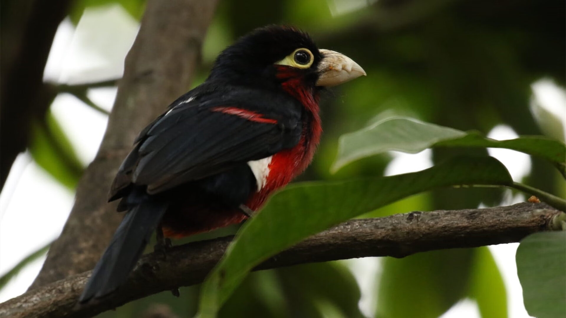 森林狼钢铁防线窒息吉林，班凯罗末节封神定乾坤