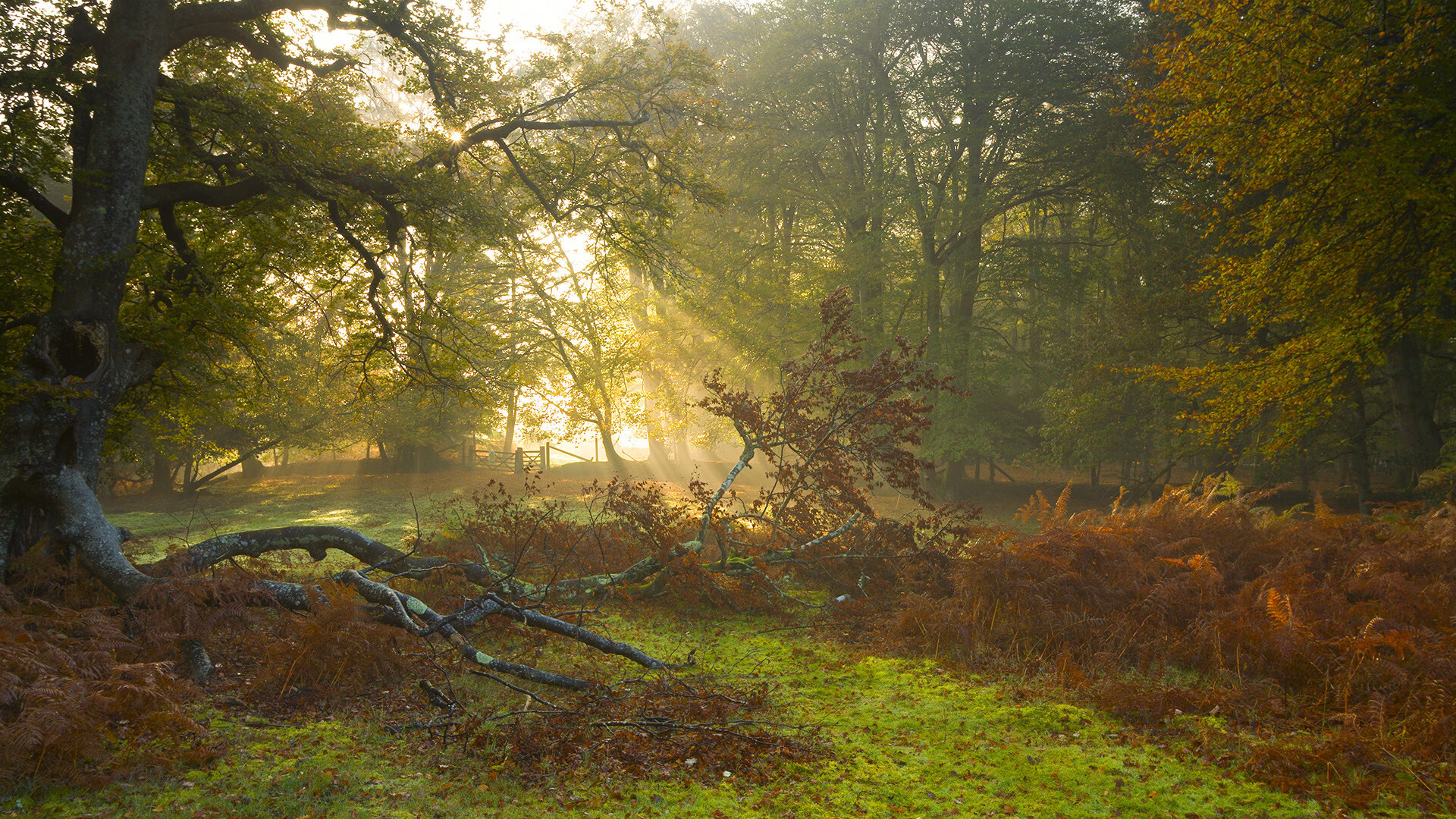 技术足球的胜利,从马丁内利个人闪耀到比利时军团击碎马竞铁壁