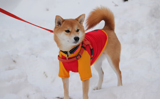F1街道赛焦点战,吉林队完胜尼克斯的跨界传奇