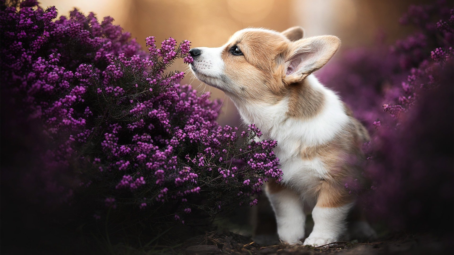 夜之轰鸣，奥纳纳的救赎之战